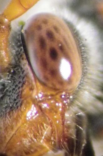 Réf. 253 594 : Nomada zonata